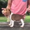 von Beagle Welpen verfügbar