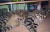 katze
