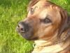 Deckrüde-Rhodesian Ridgeback