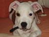 Stefford Terrier Mix /   Alano Mischling 300€