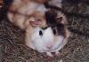 SUCHE Rosetten Meerschweinweibchen