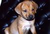 Rhodesian Ridgeback Welpen