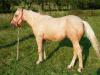 qUARTER hORSE