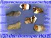 Rassemeerschweinchen von den Bottroper Hexen