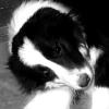 border collie hündin abzugeben