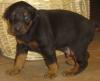 Dobermann welpen