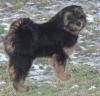 tibet terrier Welpenrüde