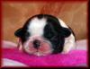 Shih Tzu Welpen