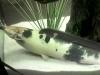 große fische zu verschenken