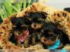 Süße Yorkshire Terrier Welpen aus liebevoller Hobbyzucht (DHS)