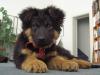 Welpe Schäferhund/ Hovawart total niedlich