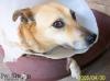 Lotty-Dackelmischling aus Tierheim/ Ungarn