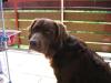 Münsterländer/ Labrador-Mix
