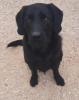Wir suchen ein liebevolles Zuhause für unseren Finn,  Mischling,  Labrador und Jag