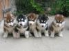 Siberian Huskywelpen zum Juni/  Juli 2017
