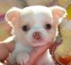 Typvolle Reinrassige Chihuahua Babys mini fur 185 euro