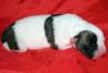 American Bulldog Welpen