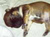 Pekinese Chiw.-Mix