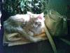 Süßes MAINE COON Mädchen