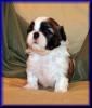 Shih Tzu Welpen