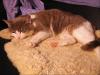 Karthäuser/ Hauskatze