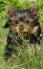 yorshire welpen