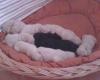 Golden Retriever- /  Flat Coated Retrieverwelpen