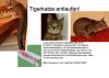 getigerte Katze in Sonsbeck entlaufen