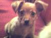 zwergrehpinscher  welpe