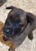Malinois Welpen o, P. 