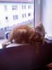 Verkaufe super Lieben Kater