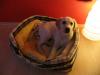 Labrador Welpe,  10 Wochen alt
