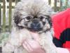 Süße Pekinese-Welpen 8 Wochen  zu verkaufen 200, -