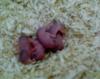Dschungarische Zwerghamster Babys anzugeben (Raum Wiesbaden,  PLZ 65203)