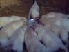 Blonde Labradorwelpen Reinrassig /  ohne Papiere