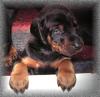 Dobermannwelpen Schwarz/ Rot