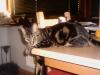 jungkater sucht freigang