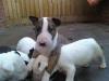 Schöne Bullterrier Welpen zu geben,  