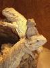 2.2 Pogona vitticeps abzugeben