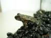 chin. Rotbauchunken (Babys) nach der Metamorphose