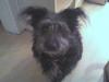 spike sucht dringend ein neues zu hause