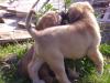 Sivas Kangal Welpen,  reinrassig, 
