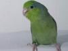 Sperlingspapagei Dame sucht ihre Art!