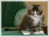 Maine Coon Katerchen,  8 Wochen alt