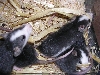9 Rattenbabys in Black Husky u. Black Berkshire