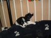 Border collie Welpen schwarz/ weiss geb.2.5.2006