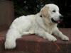 Blonder Golden Retriever Deckrüde Internationaler Jugend Champion 2006