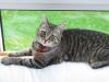 Tridy sucht neue Zuhause