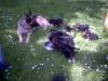 Labrador/ Schäferhundmischlinge Welpen!