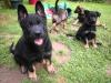 Wunderschöne,  Reinrassige Schäferhund welpen